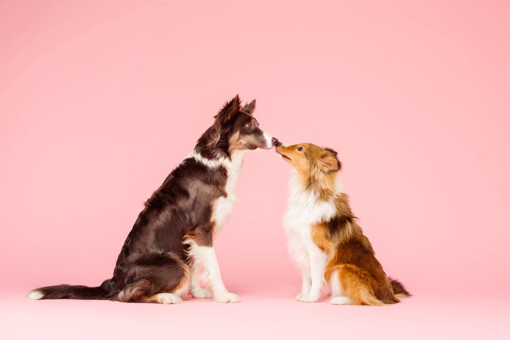 Two dogs touch each other's noses