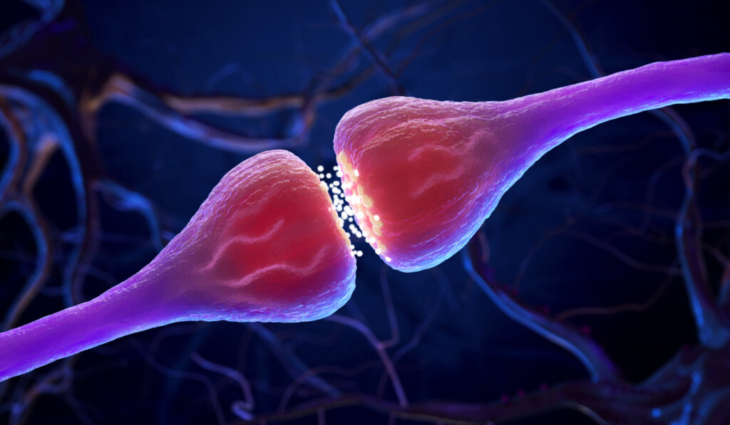 Connexion entre 2 axones comme indiqué par la théorie des réseaux Hebbian