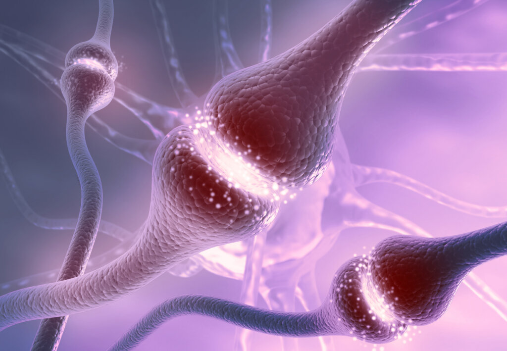 Activité synaptique des neutrotransmetteurs cérébraux