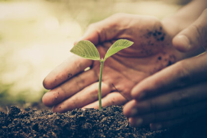 ¿Cómo influye el apego en la resiliencia?