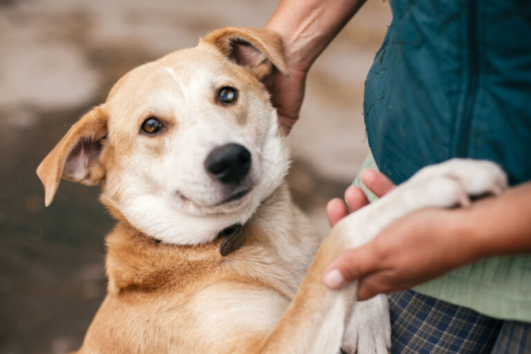 ¿Los animales sienten emociones como los humanos?