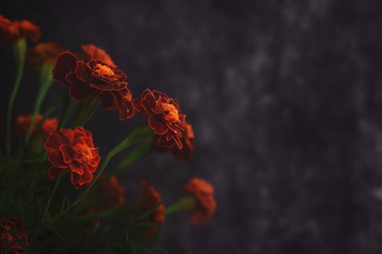 El cuarto de Mary: descifrando este fascinante experimento mental