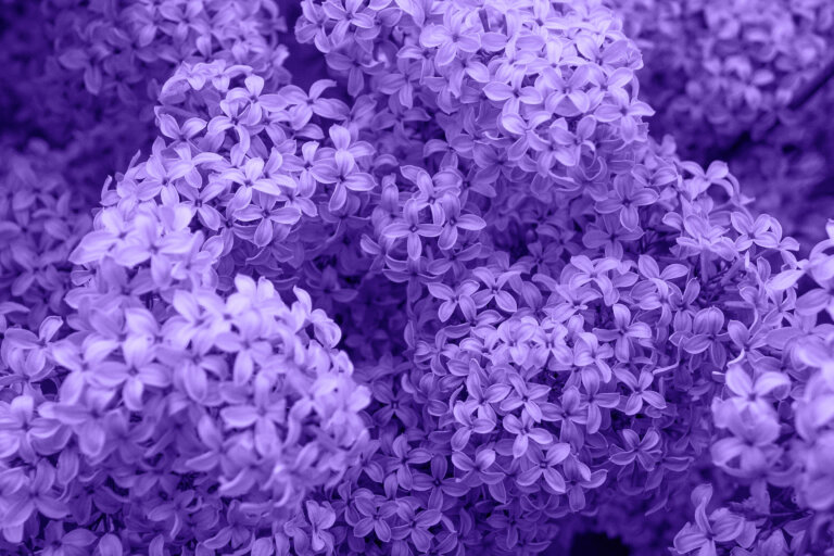¿Qué significa el color lila en psicología?