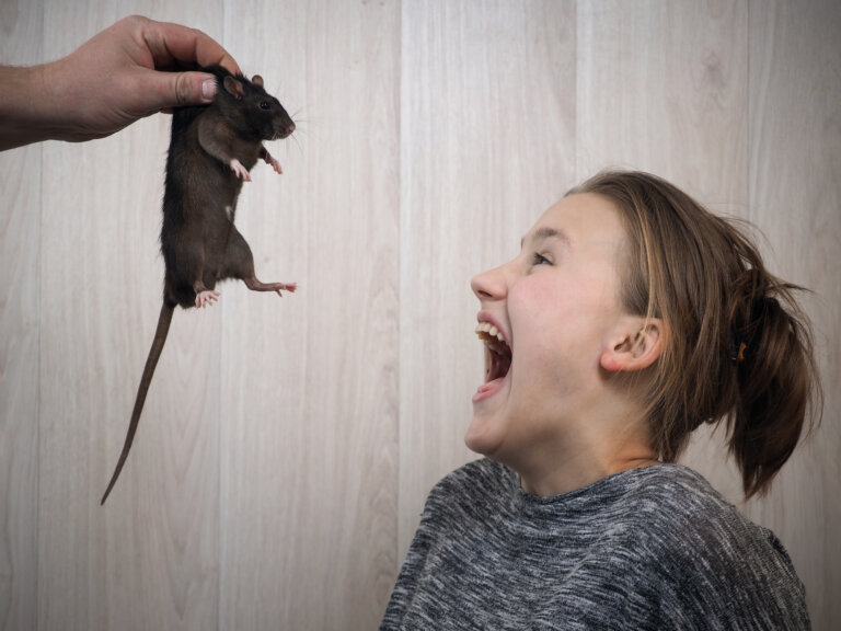 Descubre el significado de soñar con ratas