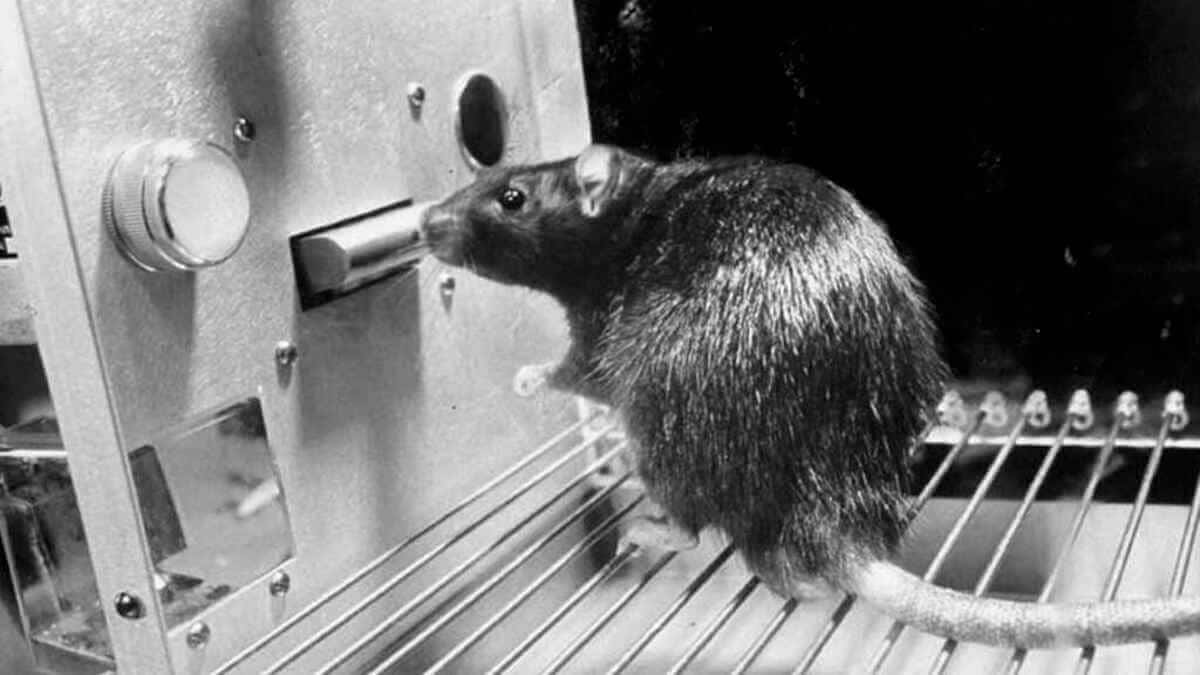 La caja de Skinner con una rata adentro para probar el conductismo