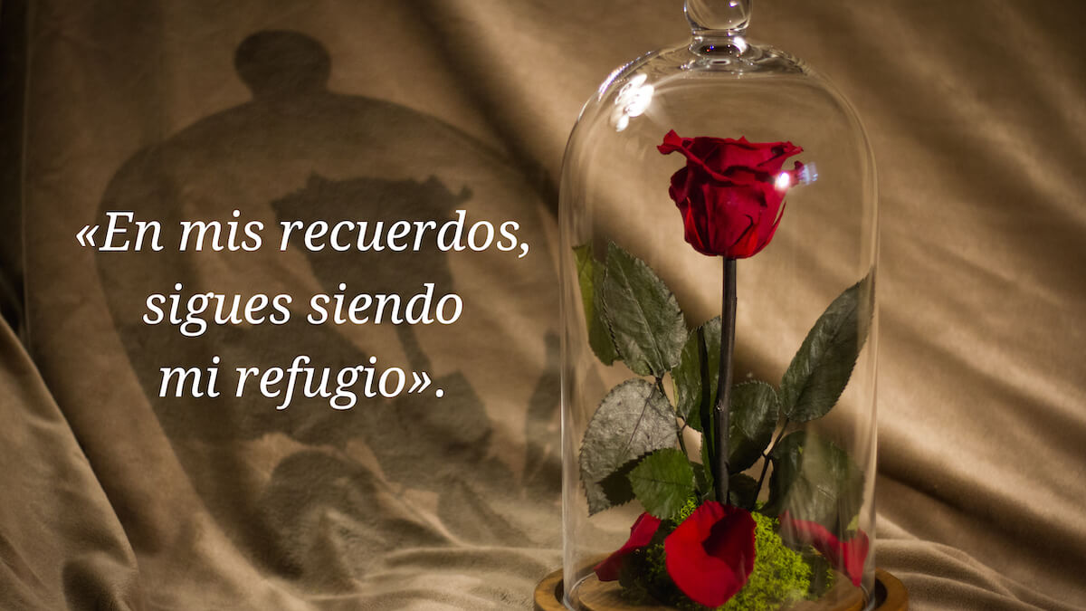 Rosa roja cubierta por envase de cristal con frase de te echo de menos