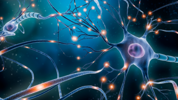 Descubre cuántas neuronas tenemos y otros datos interesantes sobre ellas