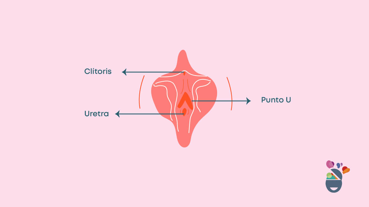 Flechas indicativas de ubicación en la vulva del clítoris, la uretra y el punto u.