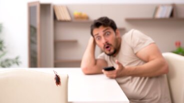 Por qué surge la blatofobia y cómo superar este miedo a las cucarachas