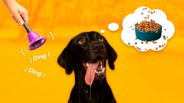 Qué es el estímulo condicionado, características y ejemplos