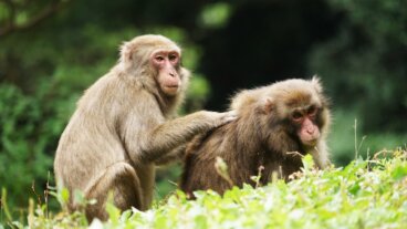 Investigadores descubren que no hay un sexo superior, "en la naturaleza no siempre gana el "macho alfa"