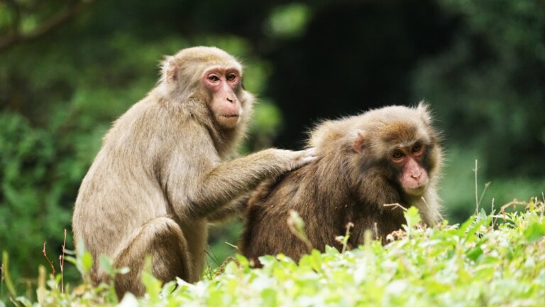 Investigadores descubren que no hay un sexo superior, "en la naturaleza no siempre gana el "macho alfa"